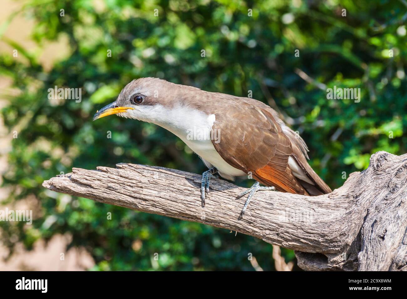 Yellow-billed Cuckoo, Coccyzus americanus, sometimes called the "rain crow" -refer to a perception that the bird has a habit of calling on hot days. Stock Photo