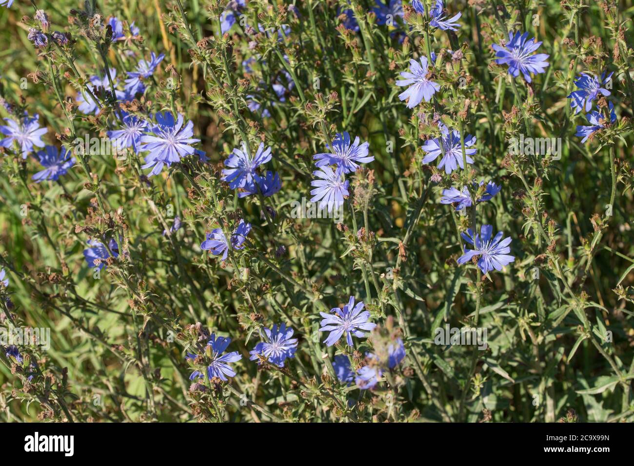Common chicory blue flowers in meadow  closeup  selective focus Stock Photo