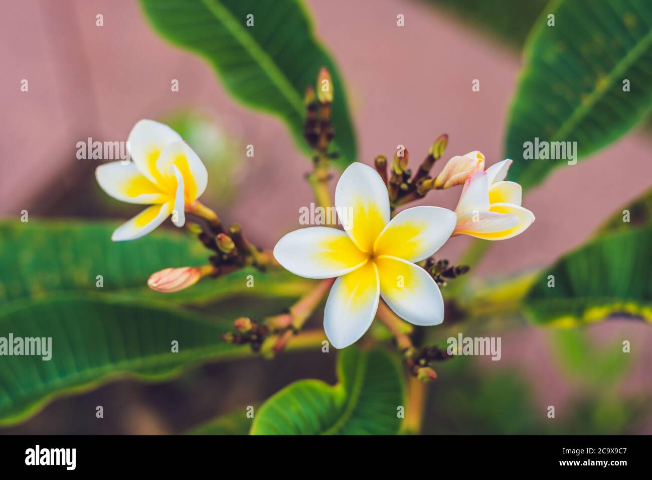 Frangipani tropical flowers from deciduous tree, plumeria Stock Photo