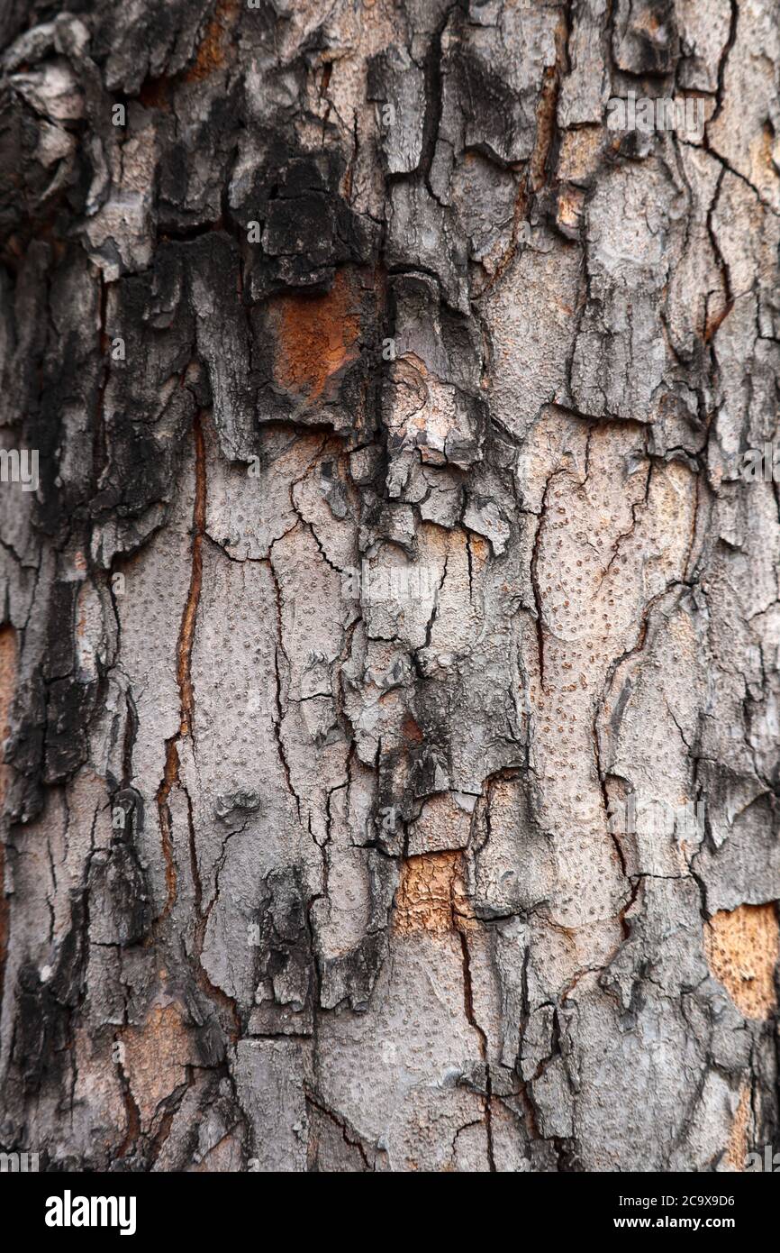tree bark texture used backdrop or background Stock Photo