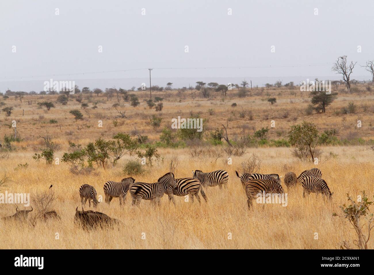 African savannah grasses hi-res stock photography and images - Alamy