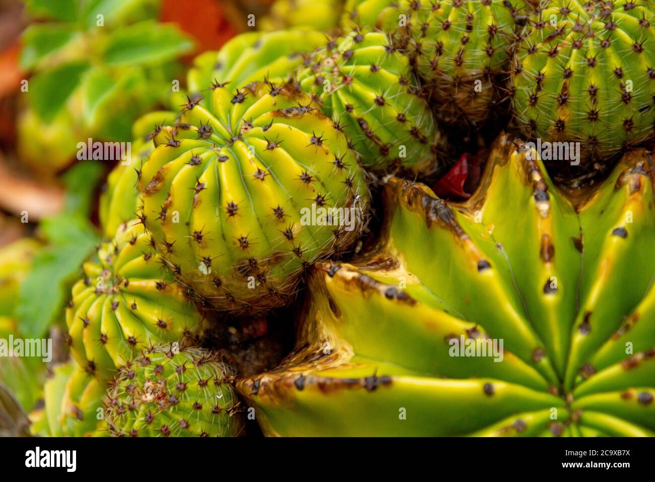 South African endemic succulent plant in the Cape Province in South Africa Stock Photo