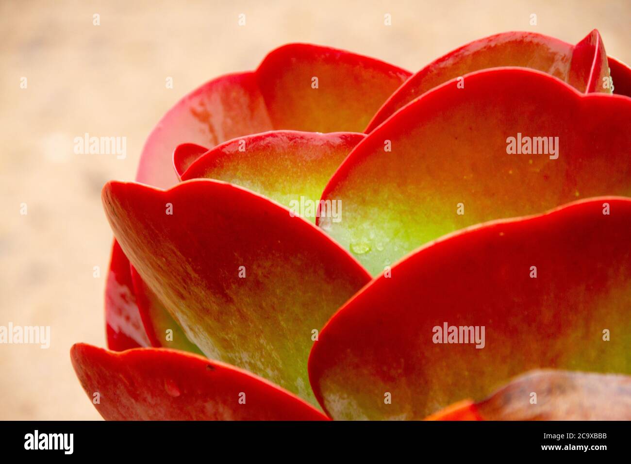 South African endemic succulent plant in the Cape Province in South Africa Stock Photo