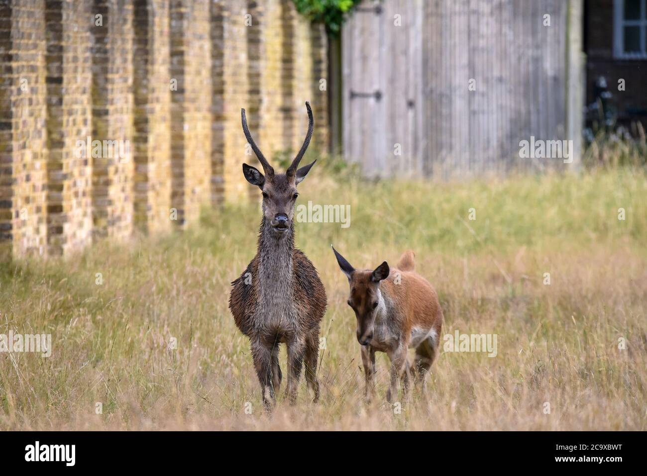 Red deer at bushy park hi-res stock photography and images - Alamy