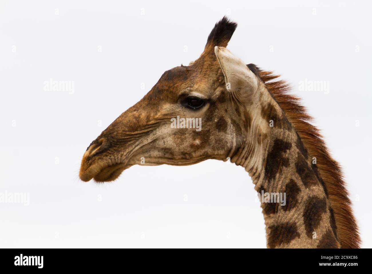 Head of adult reticulated giraffe in african savana in kruger park. Stock Photo