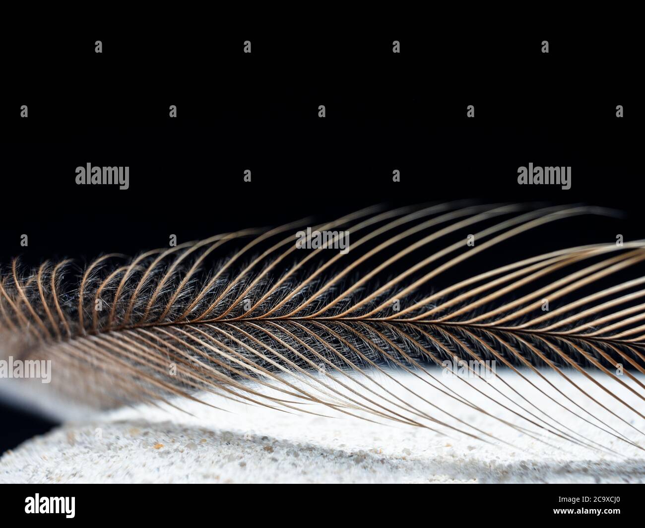 Emu Feather on a dark background Stock Photo