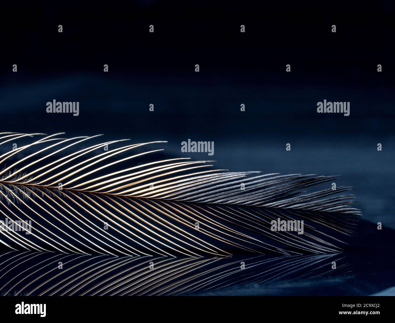 Emu Feather on a dark background Stock Photo