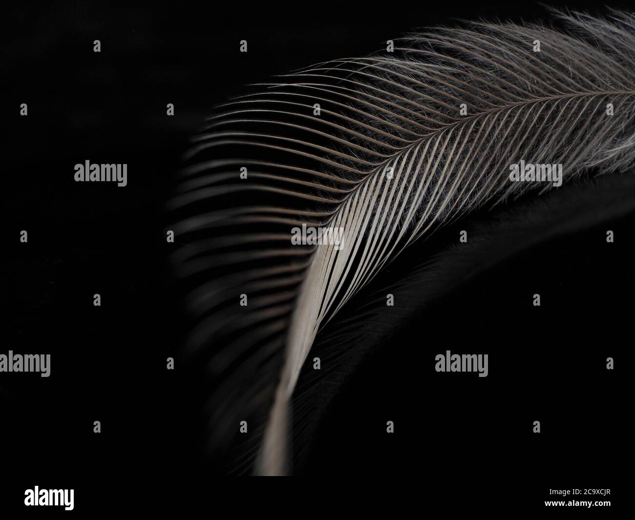Emu Feather on a dark background Stock Photo