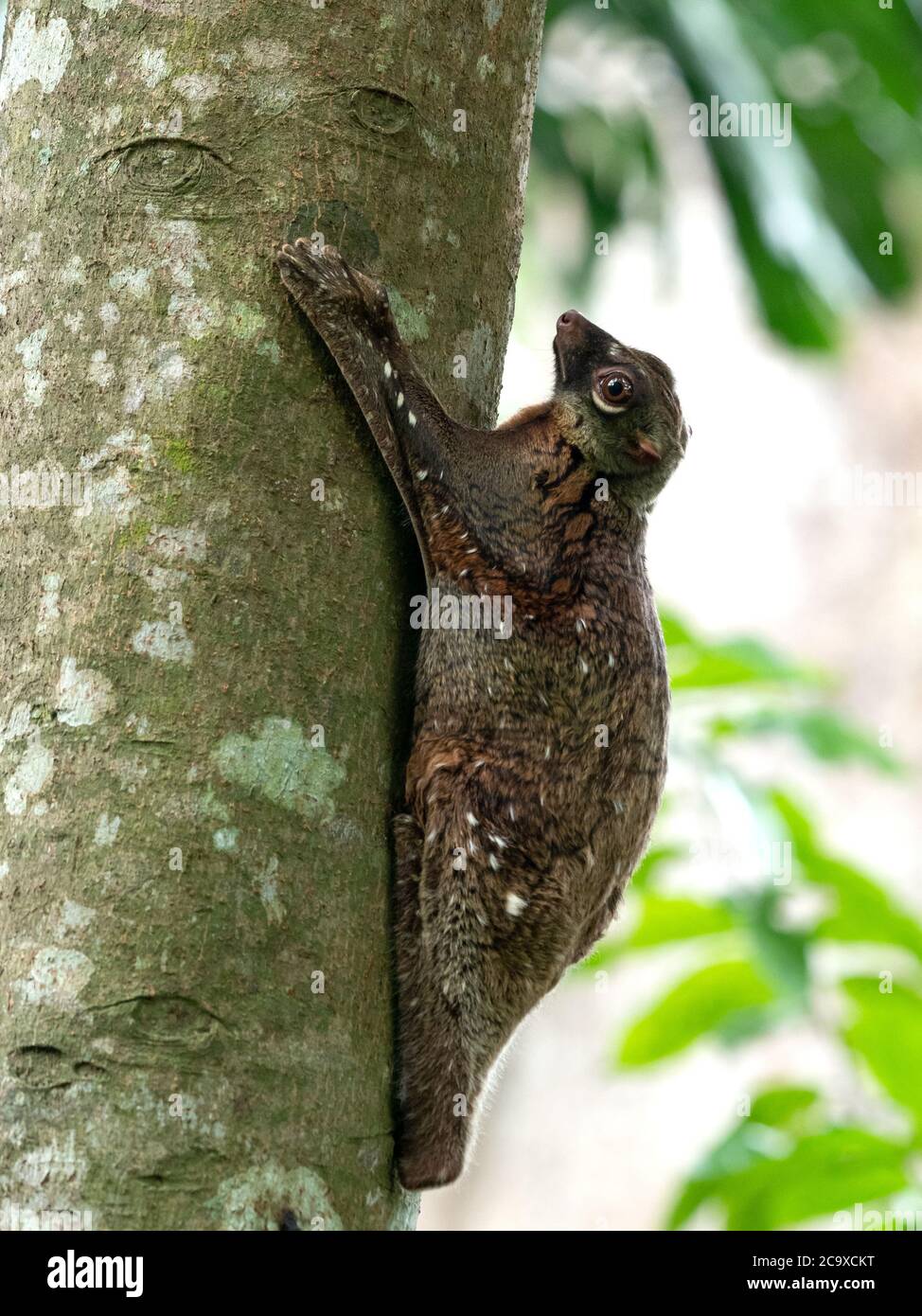 Wild Malayan Colugo Flying Lemur In Singapore Stock Photo Alamy