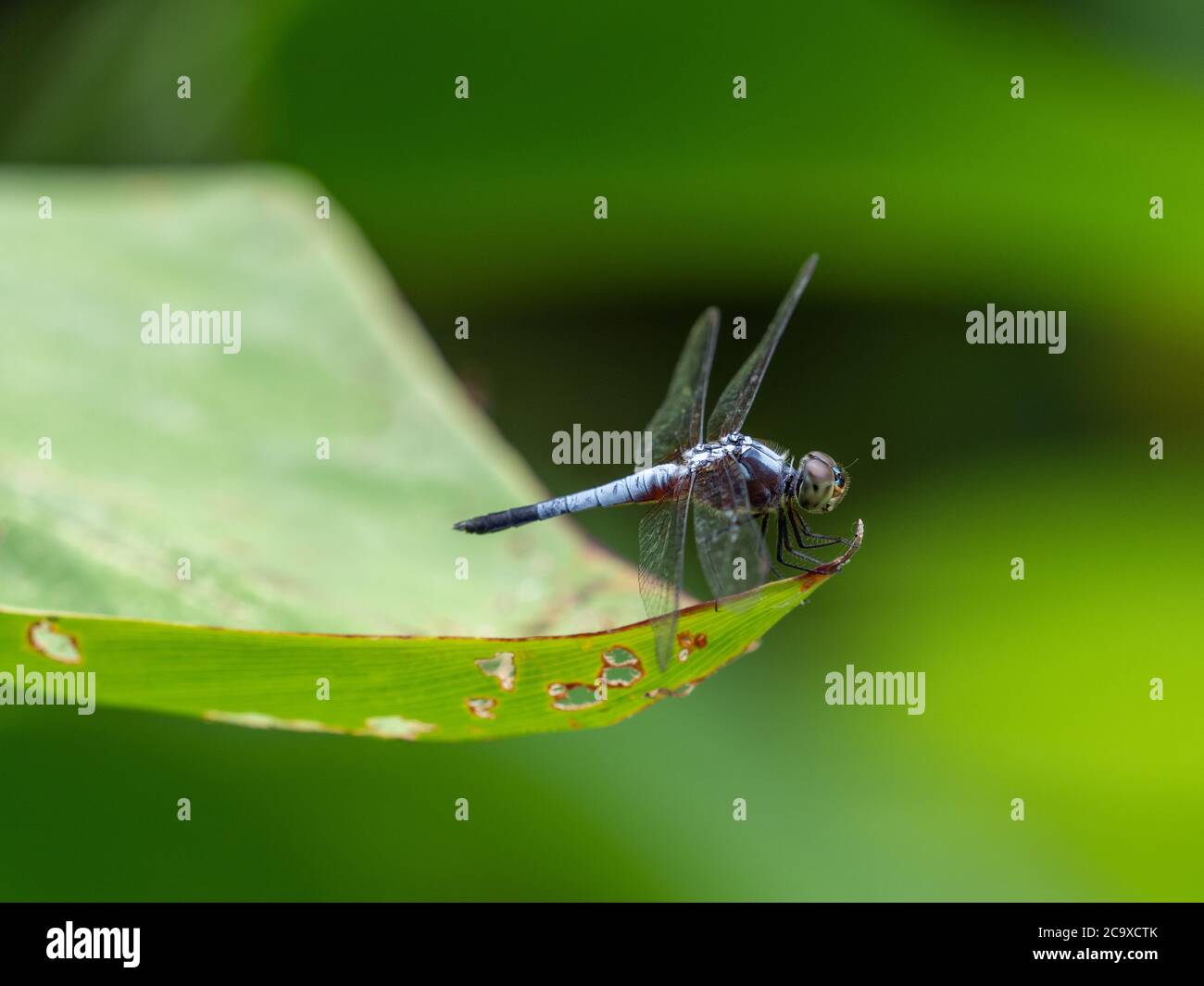 Powder Blue Dwarf (Brachydiplax chalybea) dragonfly at at the Singapore Botanical Gardens Stock Photo