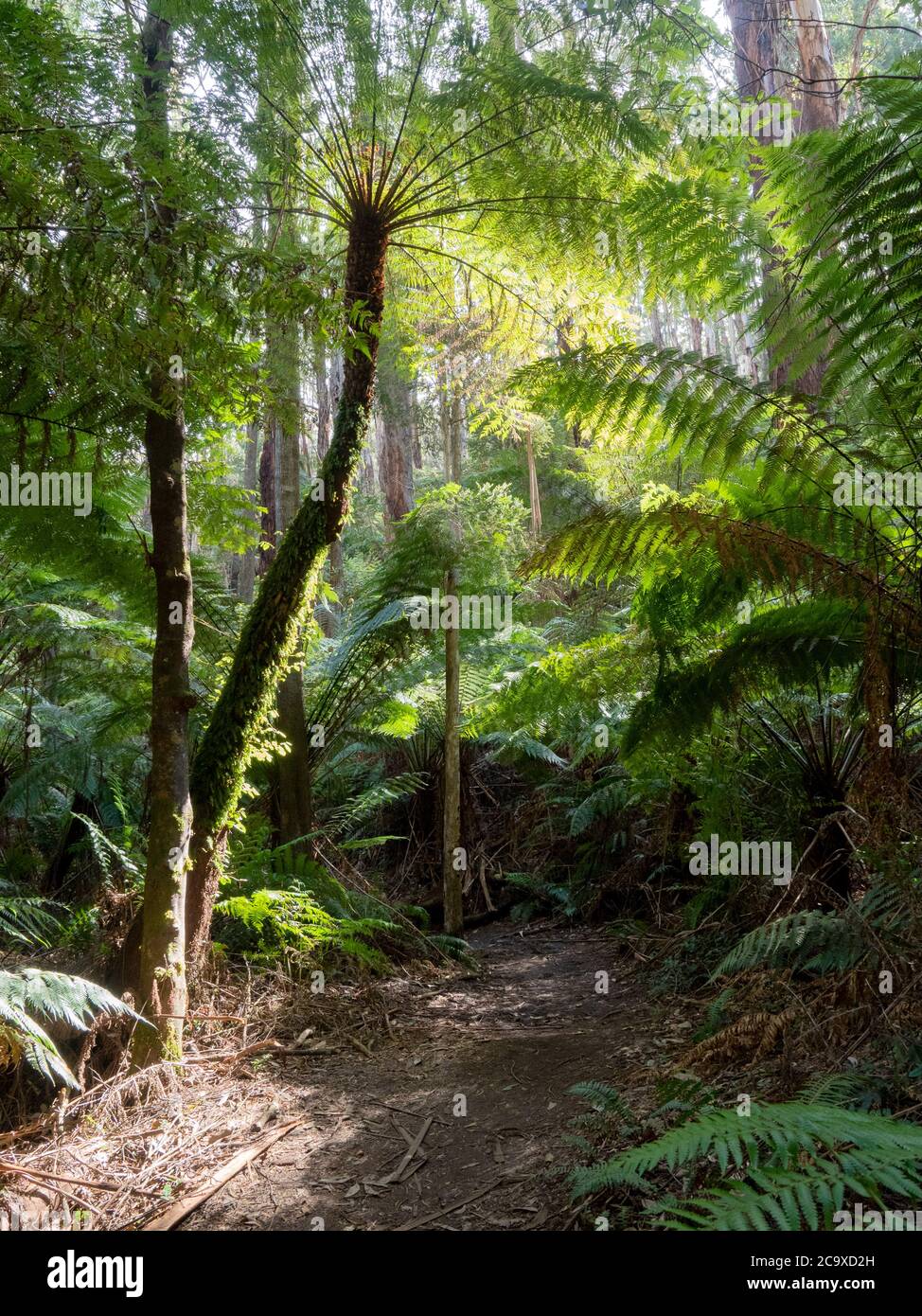 The walking track from Telegraph Saddle to Sealers Cove, Wilsons