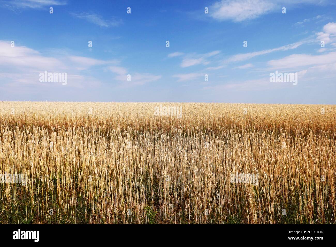 Golden wheat field under blue sky Stock Photo - Alamy