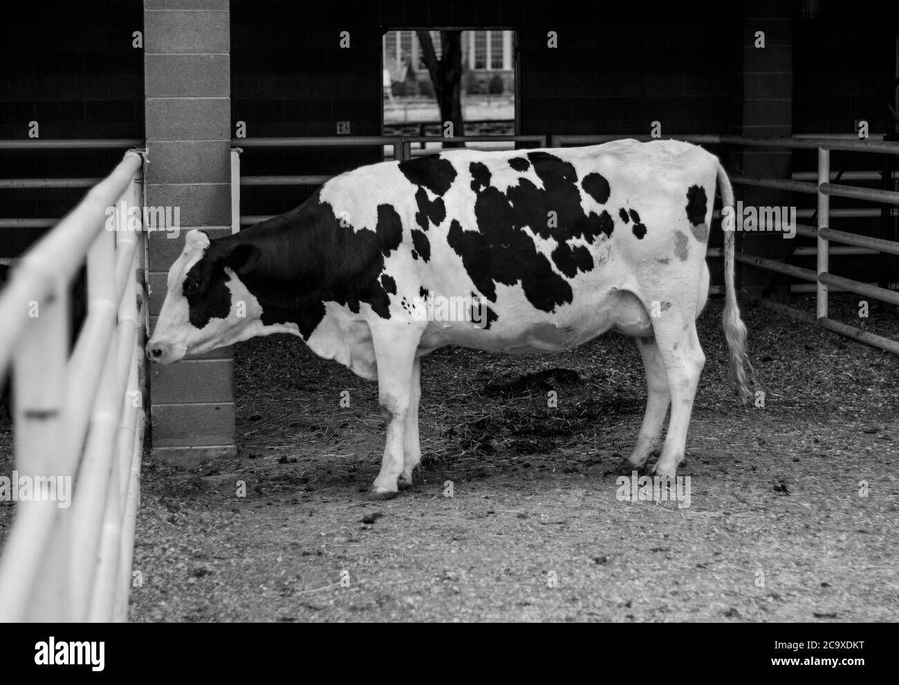 Milking cow Black and White Stock Photos & Images Alamy