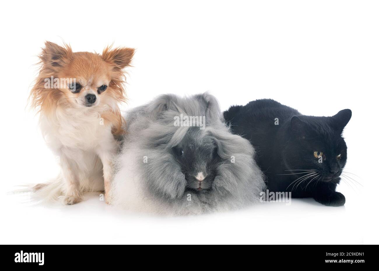 English Angora, cat and chihuahua in front of white background Stock Photo