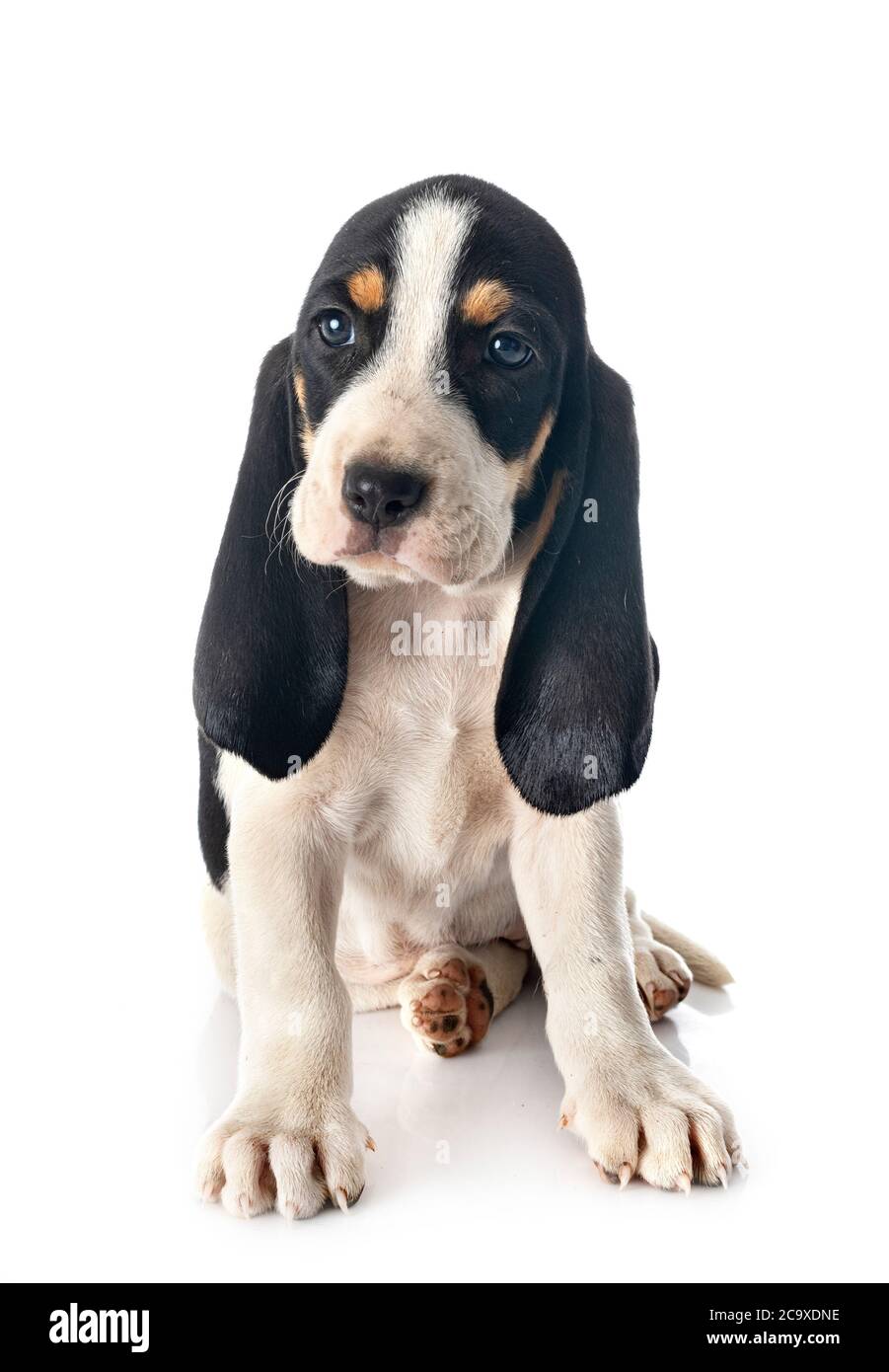 puppy bernese Schweizer Laufhund in front of white background Stock Photo