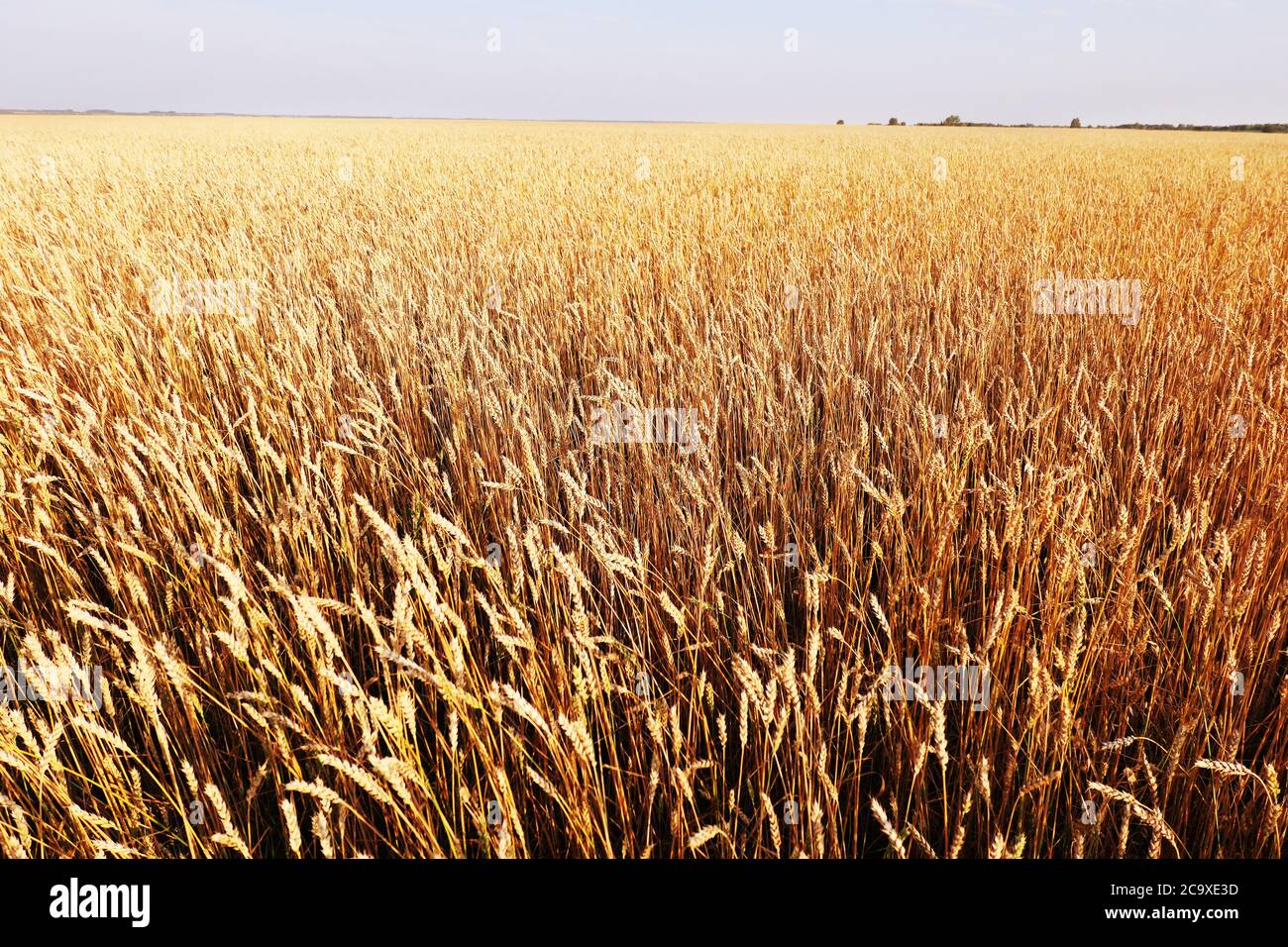 Golden wheat field under blue sky Stock Photo - Alamy