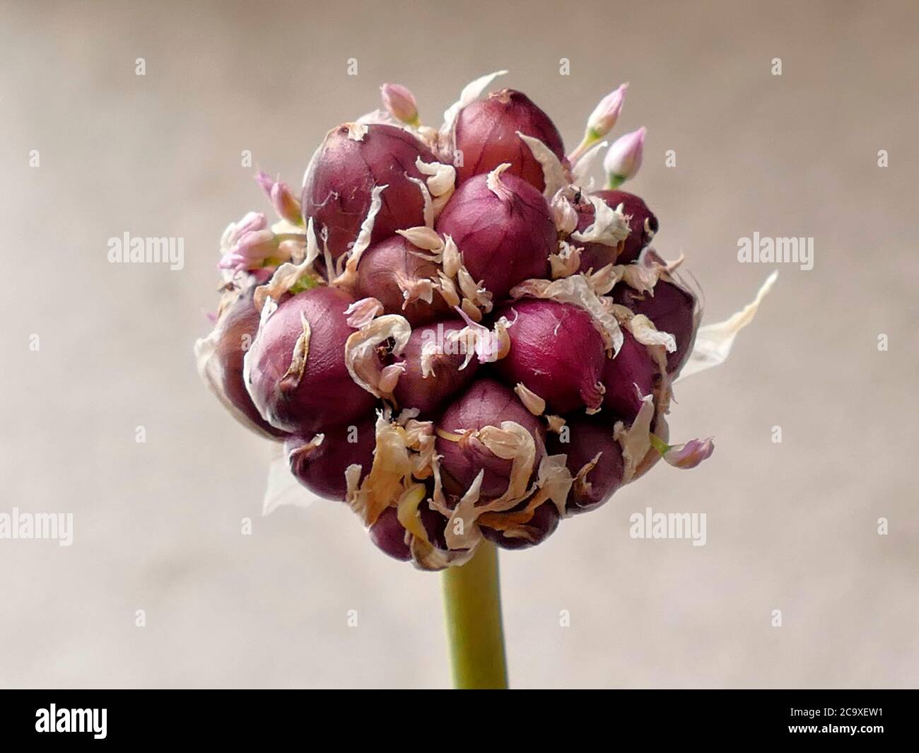 garlic flower with bulbs Stock Photo Alamy