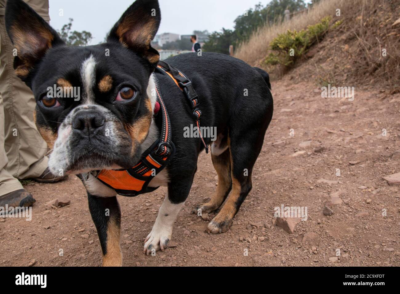 Are Dogs Allowed In Glen Canyon Park