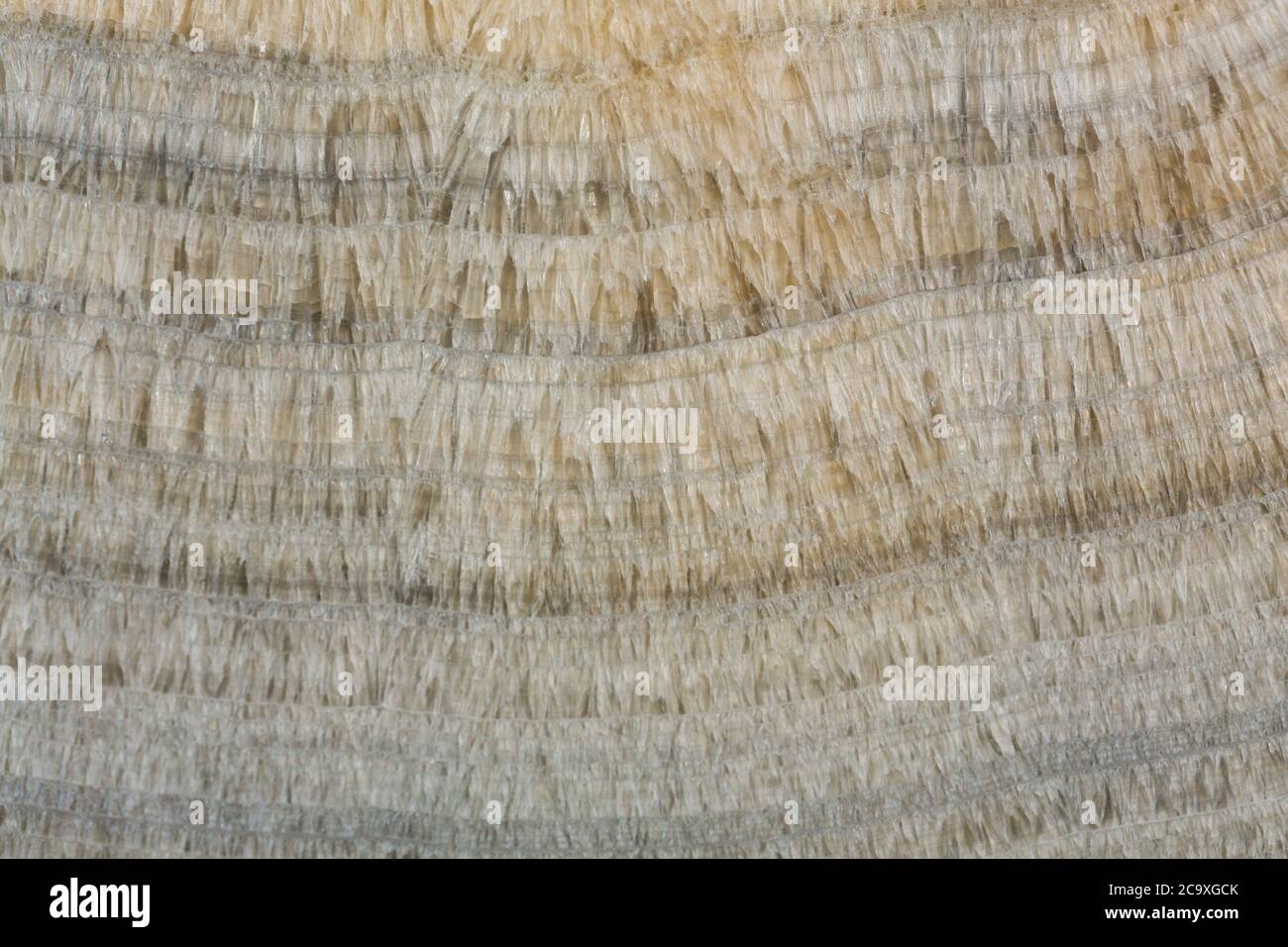 Your new perfect texture for strict design Stock Photo - Alamy