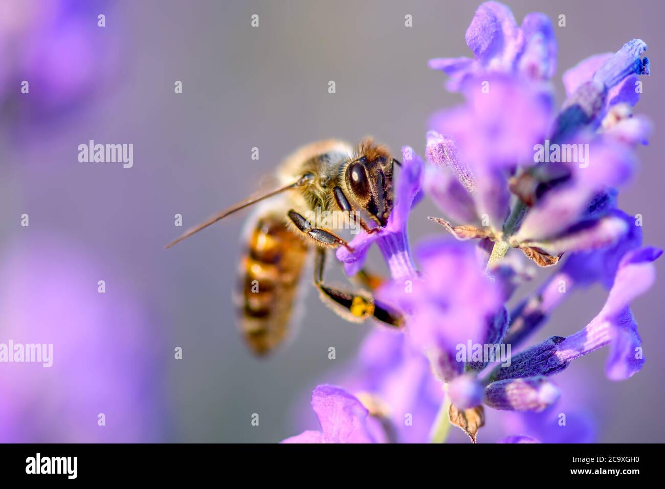 Bee looking for nectar of lavender flower. Close-up and selective focus Stock Photo