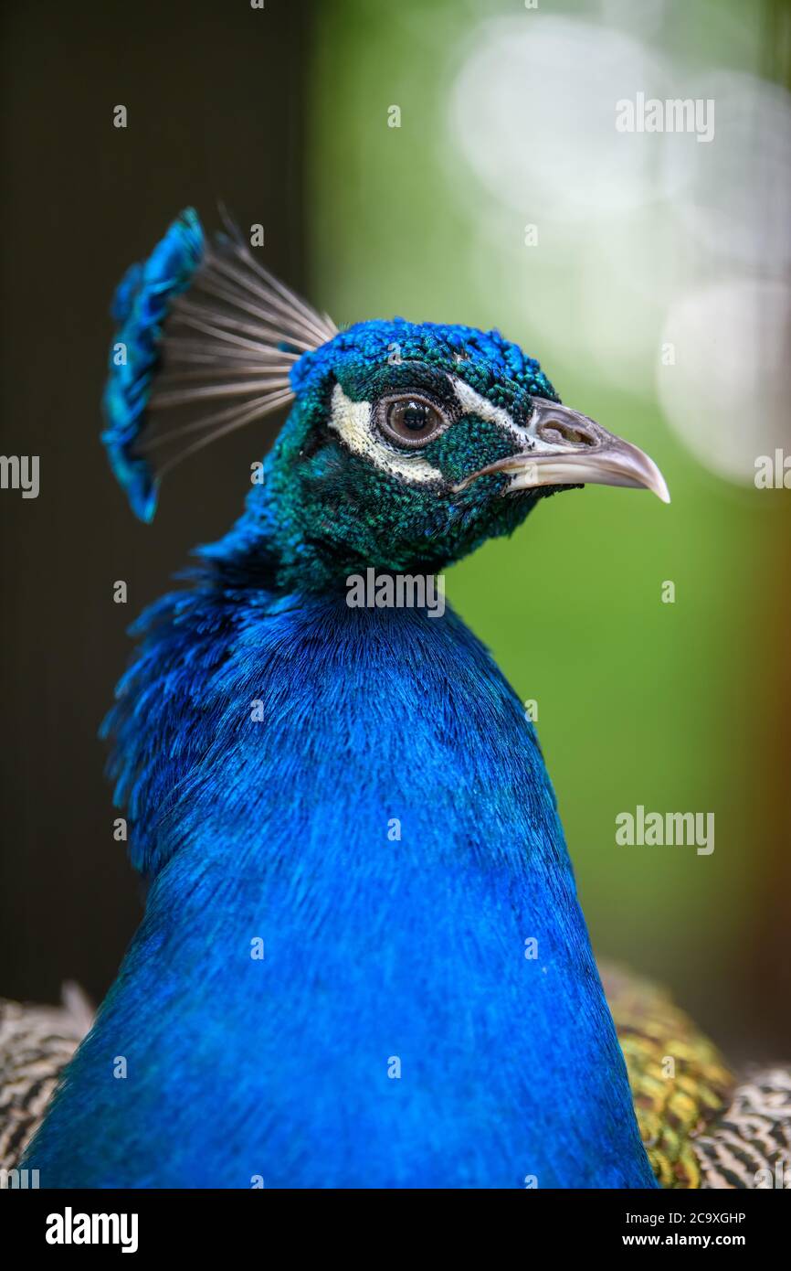 Head shot of a peacock portrait on blurred background Stock Photo