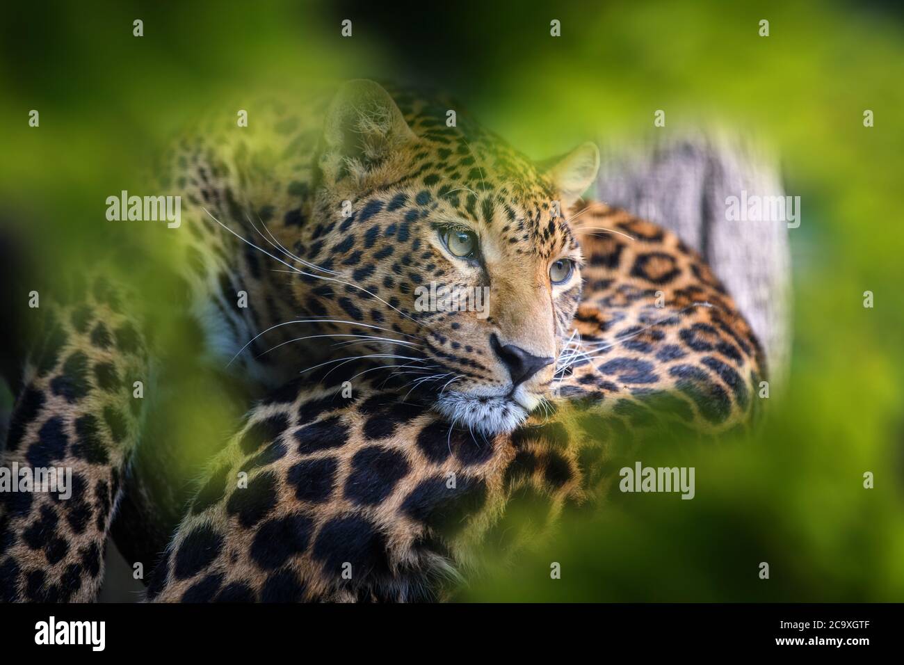 Leopard, wild animal in the natural habitat. Big cat in hidden in forest Stock Photo