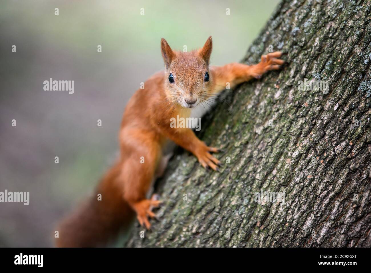 Cute red squirrel with long pointed ears on tree in autumn forerst Stock Photo