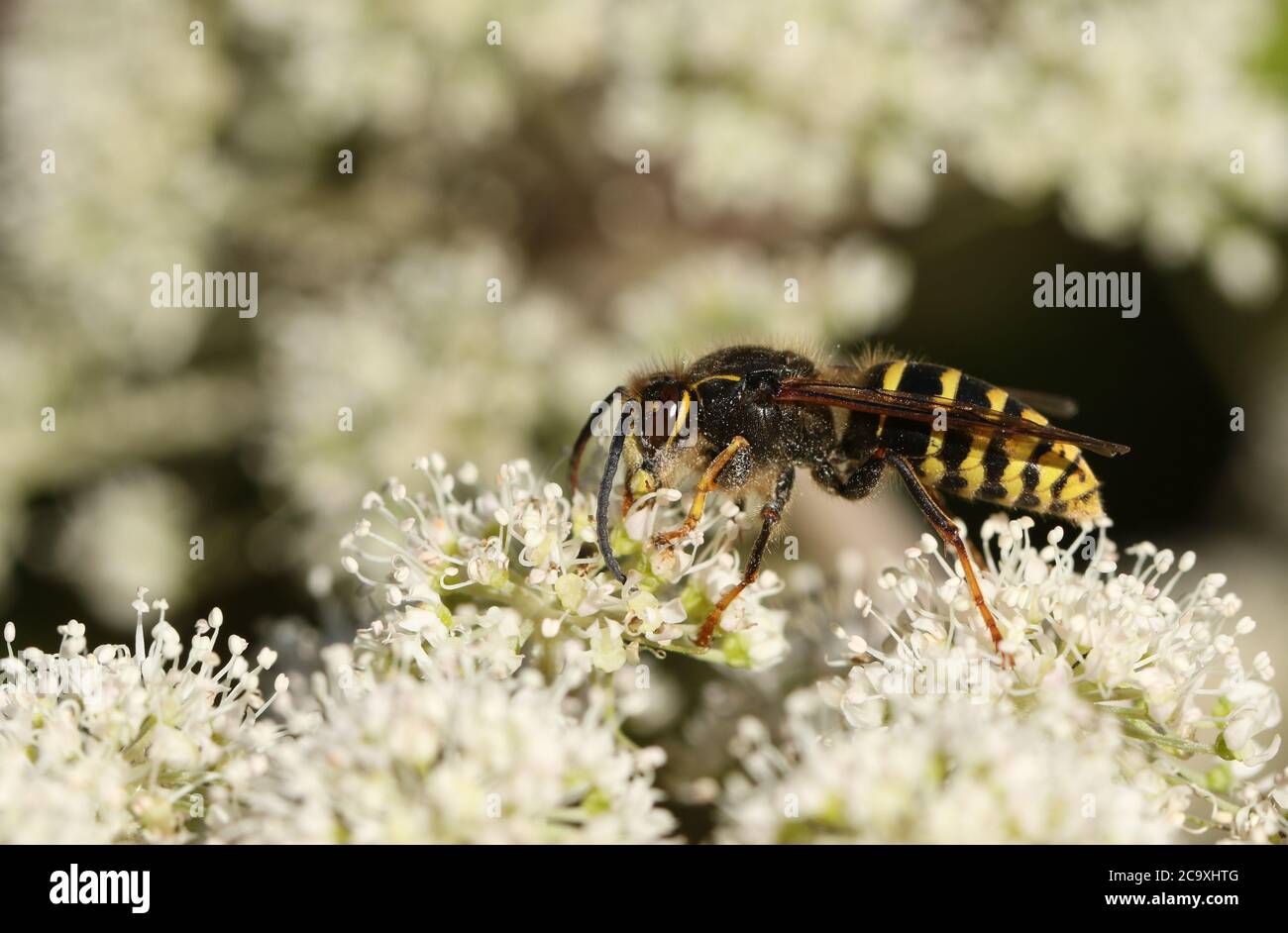 A Common Wasp, Vespula vulgaris, feeding on the pollen of a flower. Stock Photo