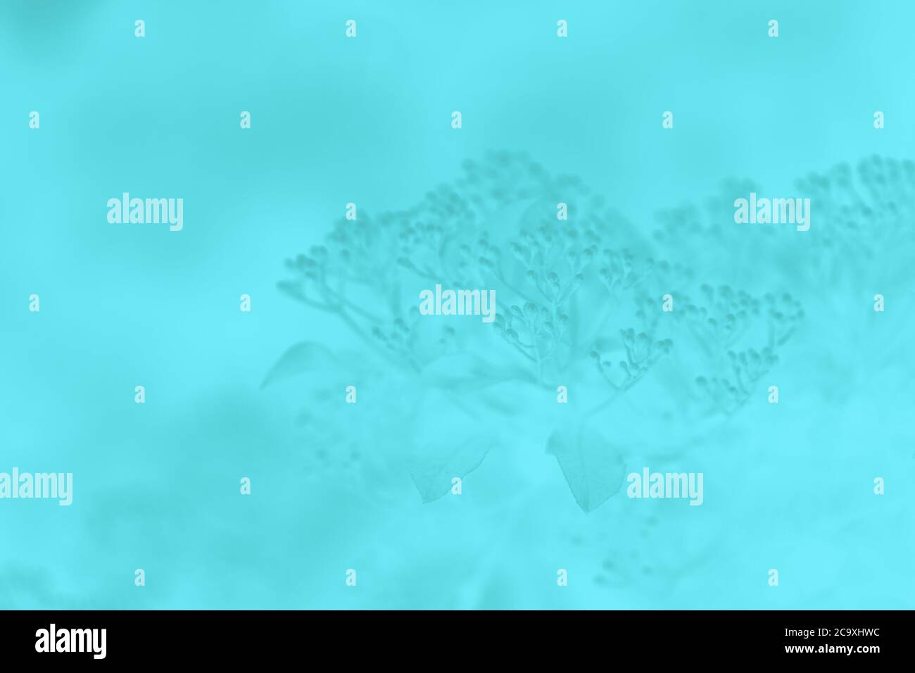 Blue turquoise blurred background with floral pattern Stock Photo