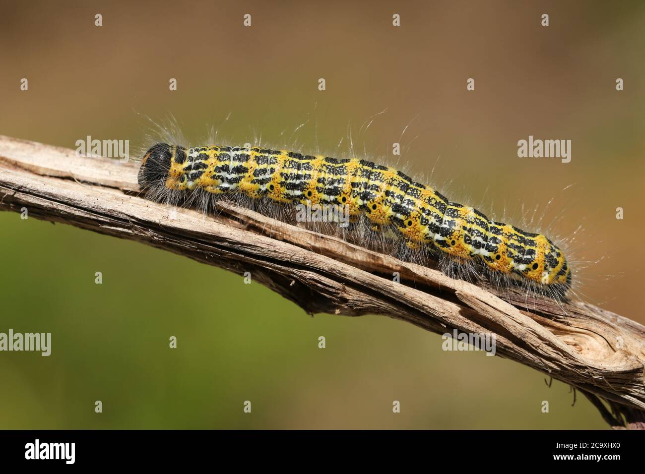 A pretty Buff-tip Moth Caterpillar, Phalera bucephala, walking along  a twig in woodland. Stock Photo
