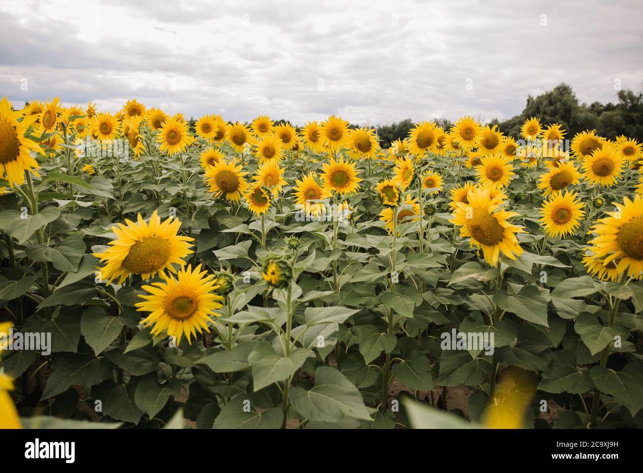 a large field with yellow sunflowers Stock Photo - Alamy