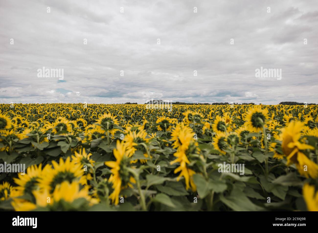 a large field with yellow sunflowers Stock Photo - Alamy