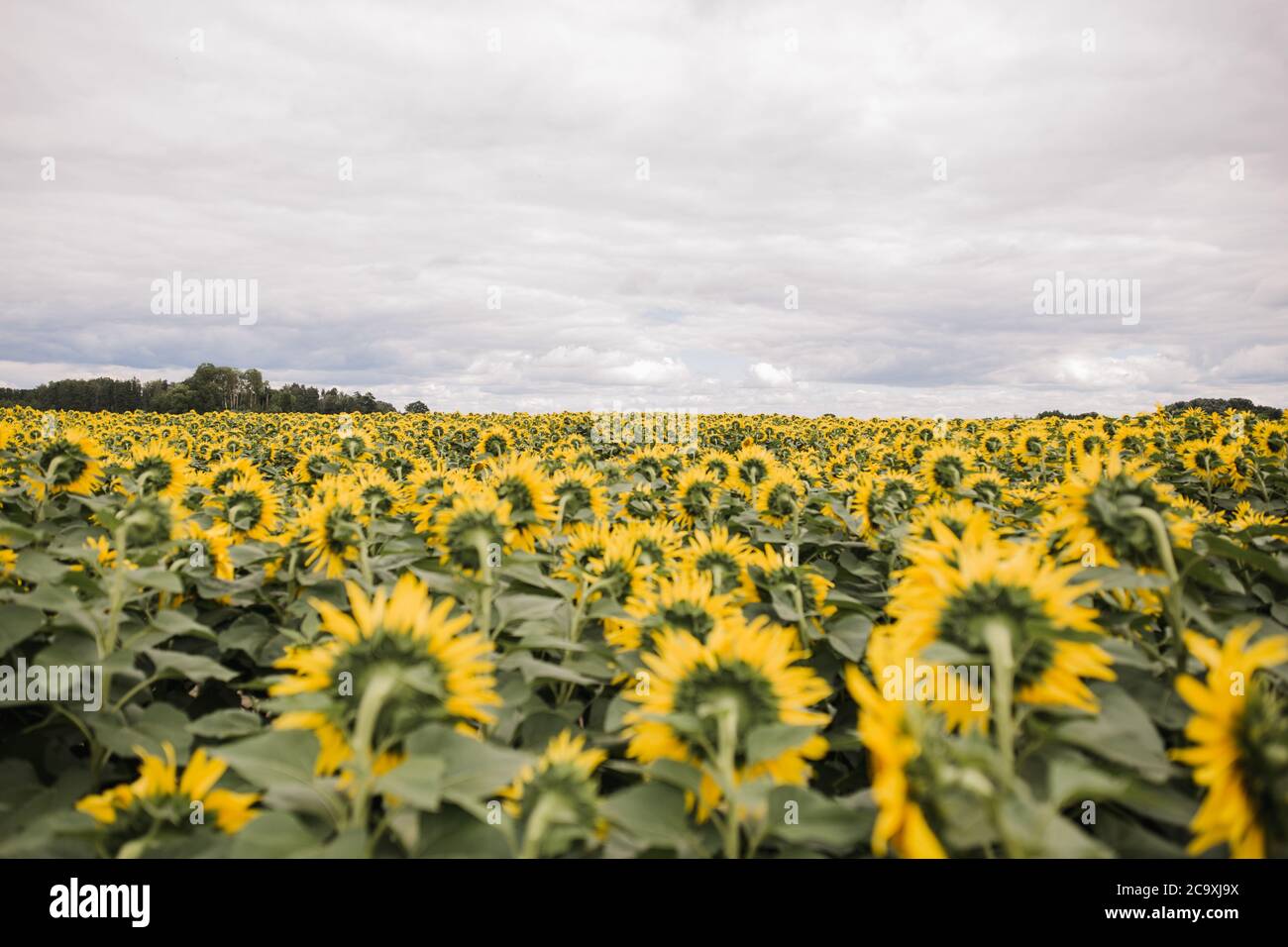 a large field with yellow sunflowers Stock Photo - Alamy