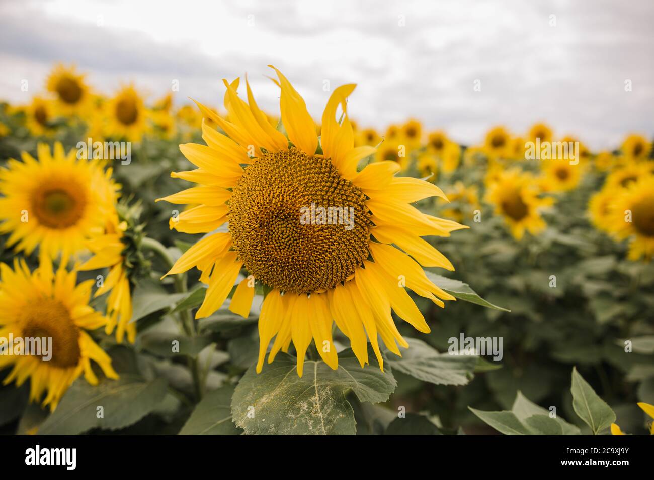 a large field with yellow sunflowers Stock Photo - Alamy