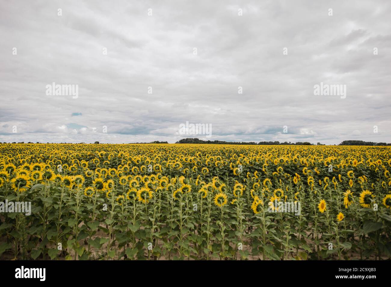 a large field with yellow sunflowers Stock Photo - Alamy