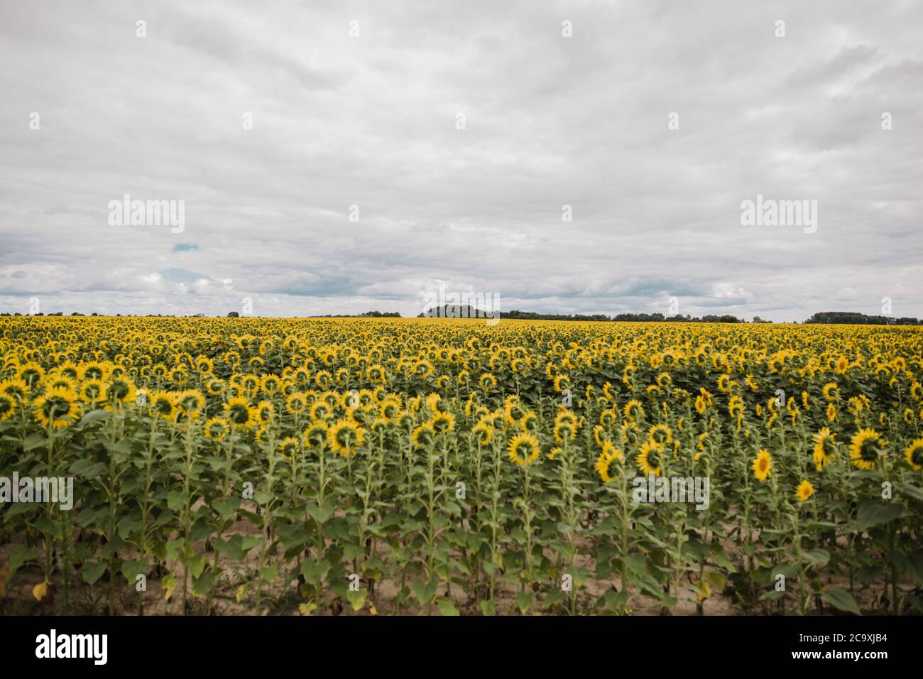 a large field with yellow sunflowers Stock Photo - Alamy