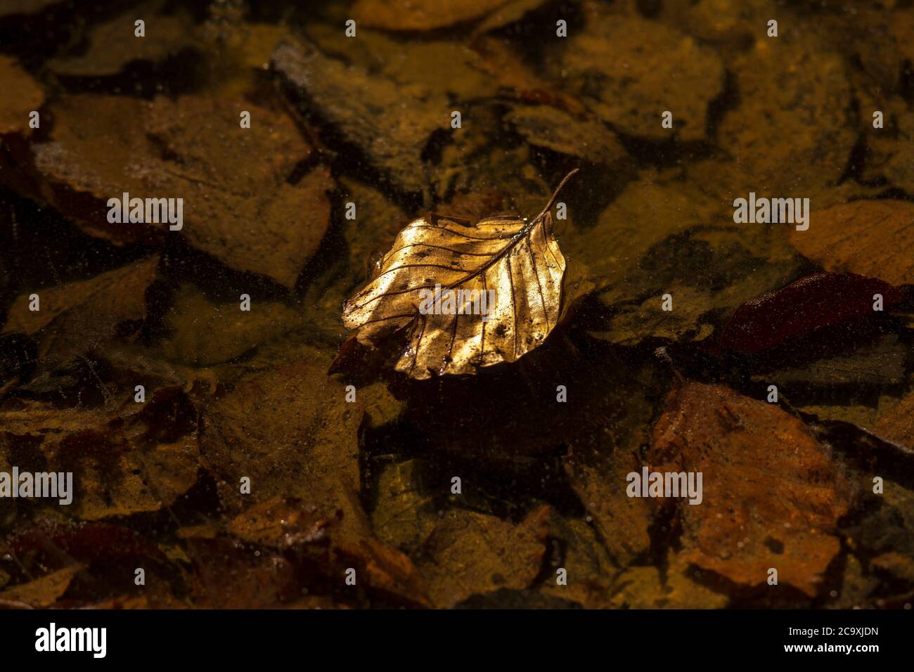 Gold coloured leaf hi-res stock photography and images - Alamy