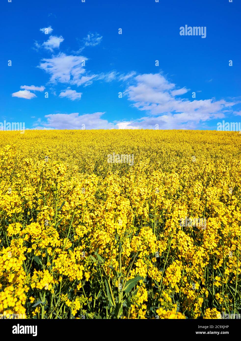 Yellow rape field with blue sky and white clouds Stock Photo - Alamy