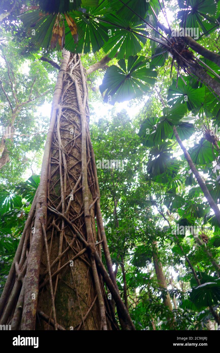Strangler fig amongst fan palms, Cooper Creek wilderness, Daintree Rainforest National Park, Queensland, Australia Stock Photo