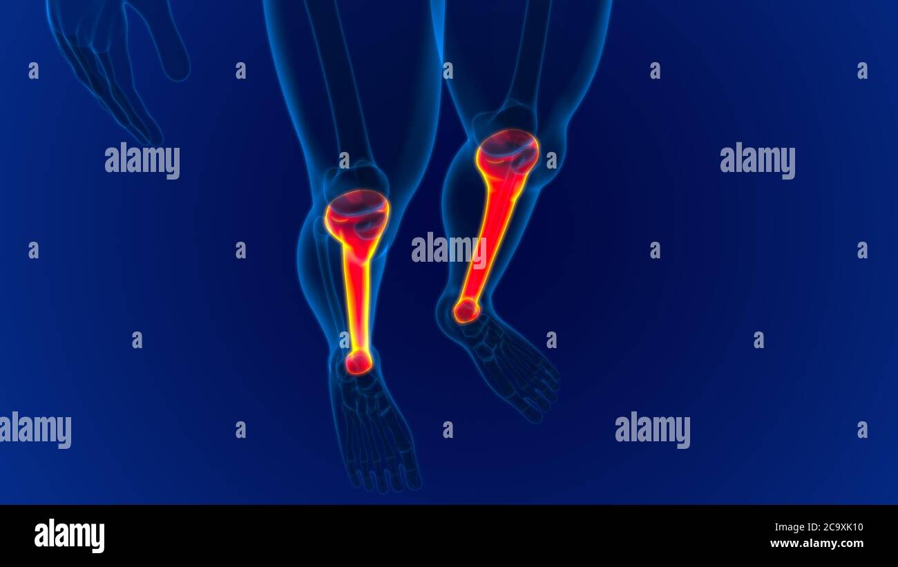Human skeleton anatomy Tibia Bone 3D Rendering For Medical Concept ...