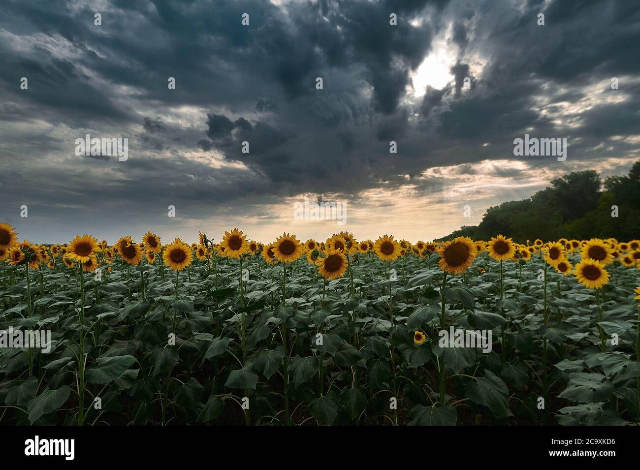 A herd of sheep walking through a cloudy sky Stock Photo - Alamy