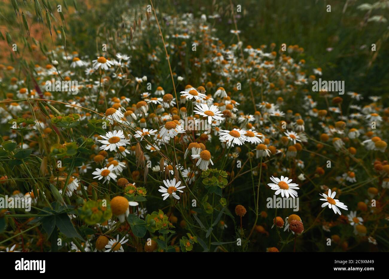 A close up of a flower garden Stock Photo - Alamy