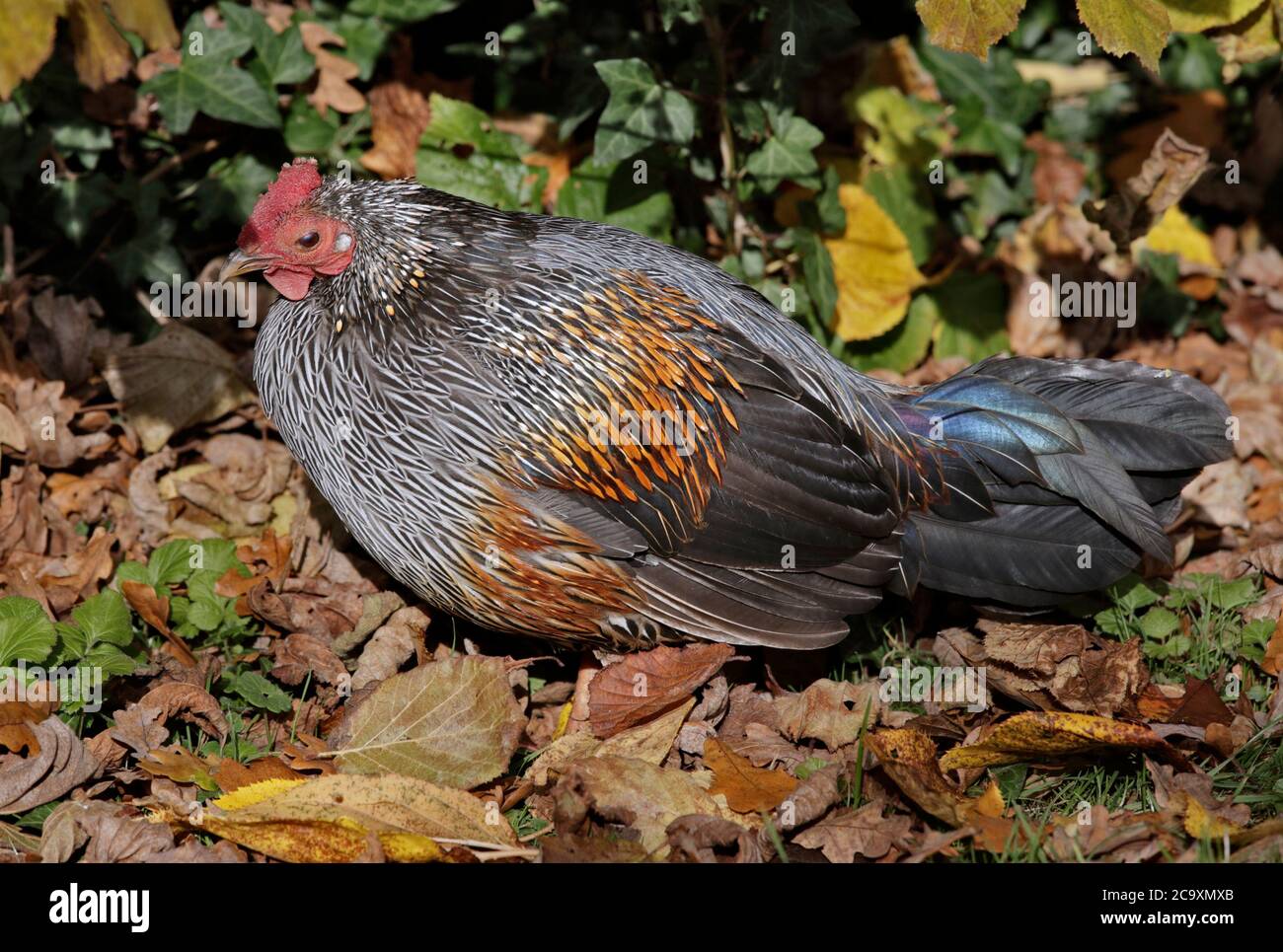 Sonnerat's Jungle Fowl (Gallus sonnerati) Stock Photo