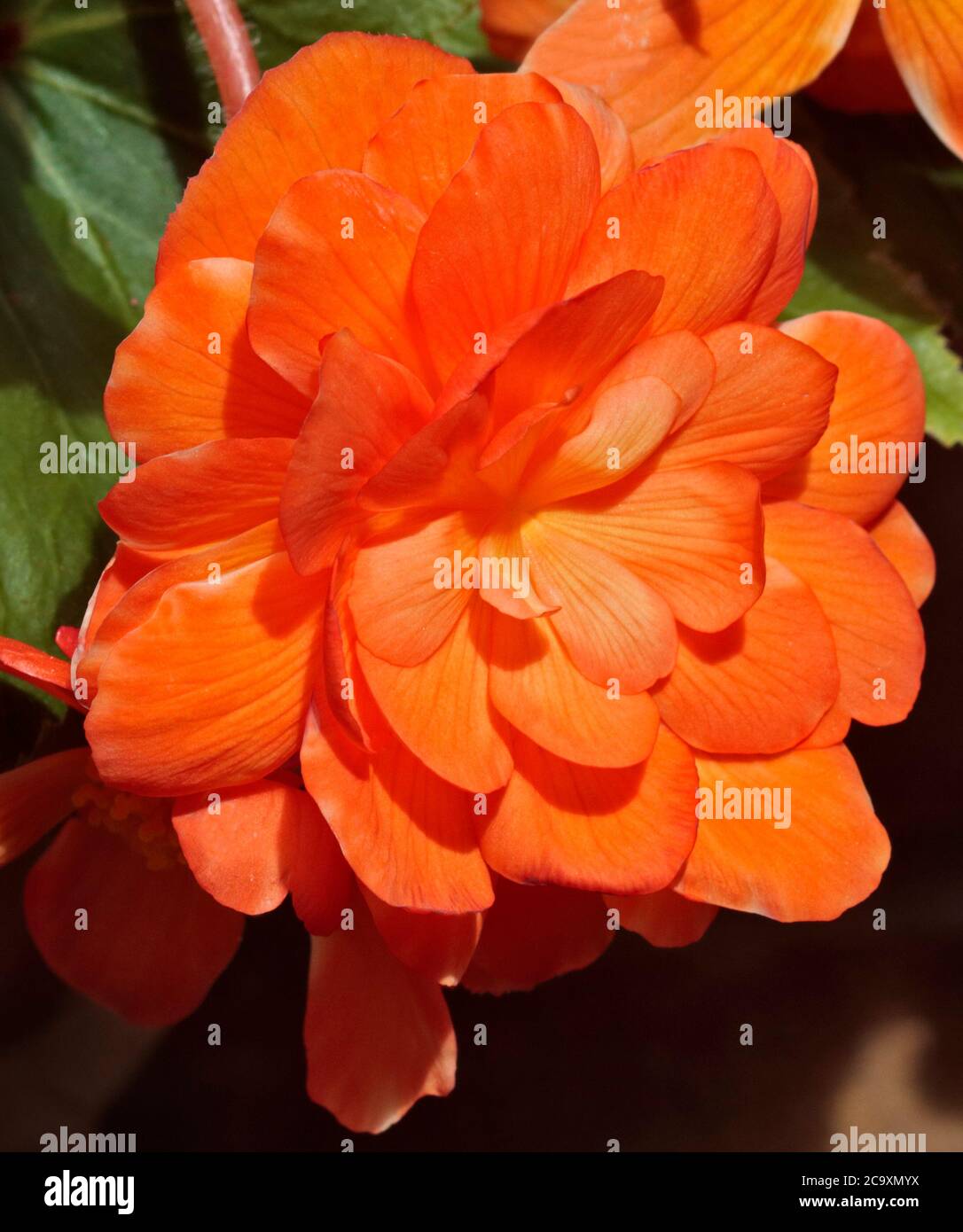 Begonia Apricot Shades Stock Photo