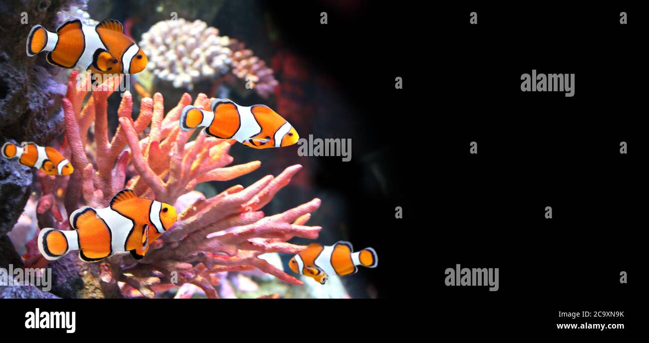 Sea coral and clown fish in marine aquarium. Isolated on black background. Horizontal banner with tropical fish. Copy space for text. Mock up template Stock Photo