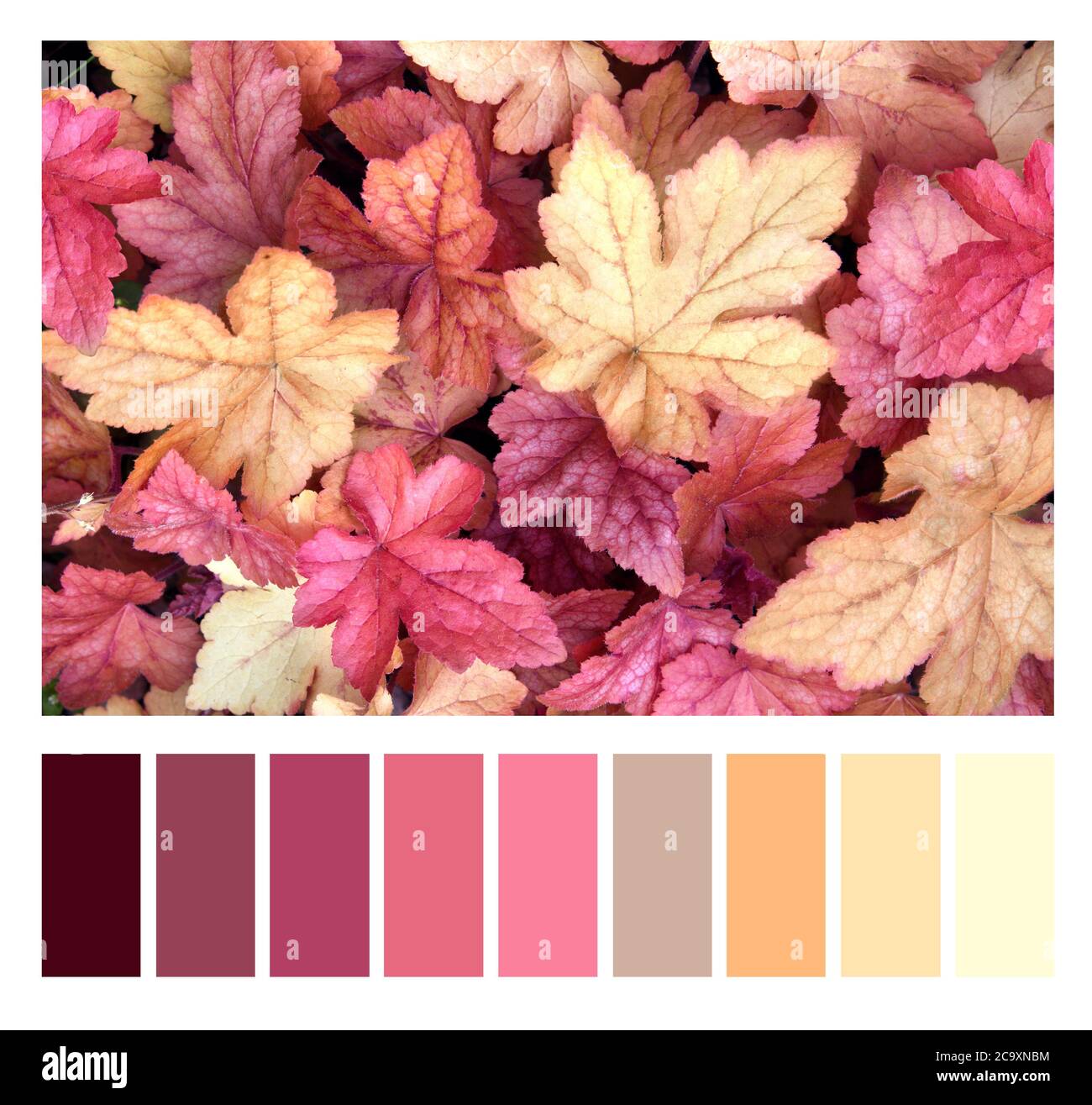 Color matching palette with complimentary colour swatches. Fall season  color matching palette. Horizontal nature background with autumn leaves of  pur Stock Photo - Alamy