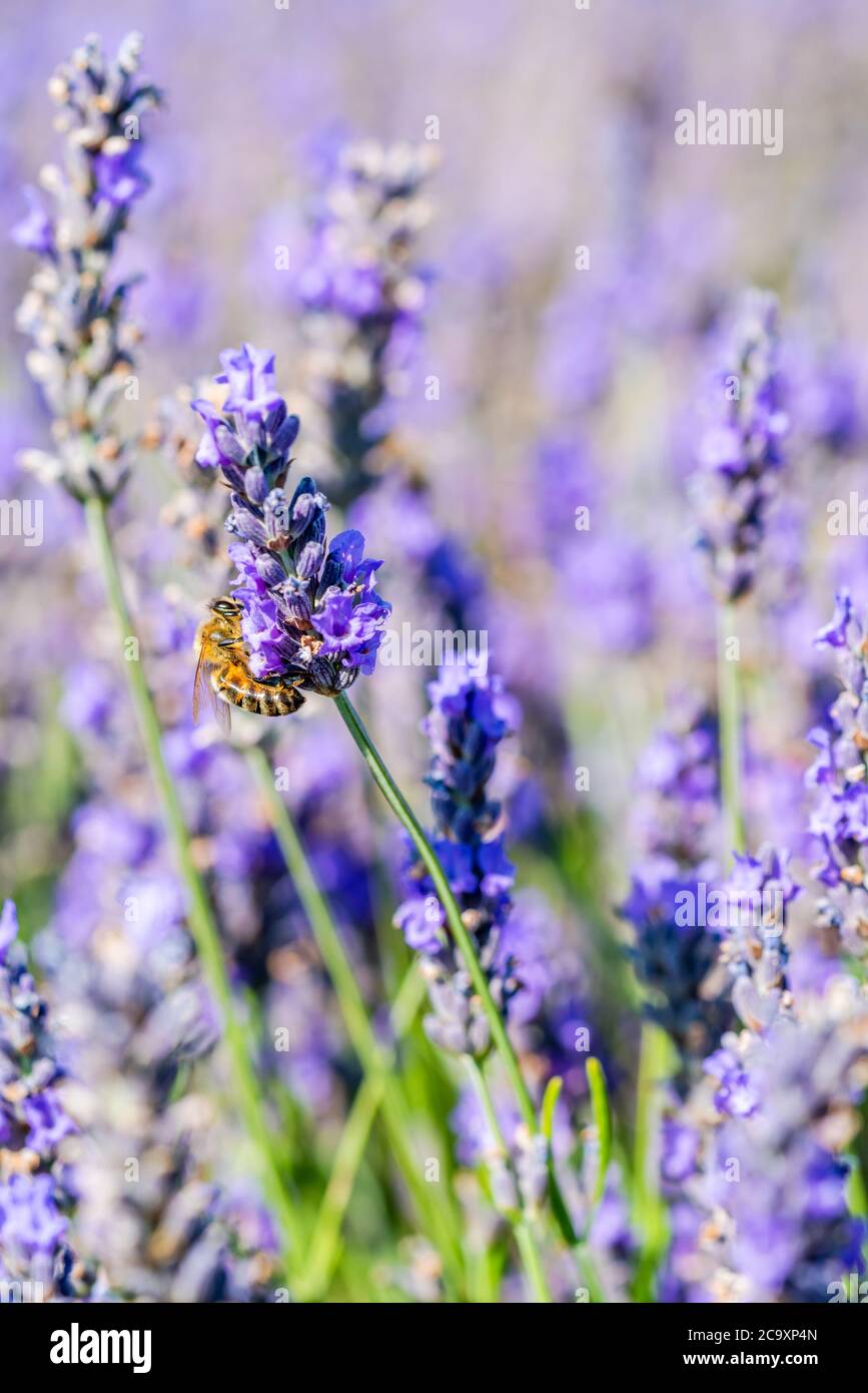 Bee on lavender flower on lavender field - closeup with selective focus Stock Photo