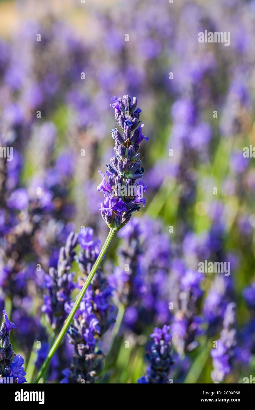 Lavender flowers on lavender field closeup with selective focus Stock