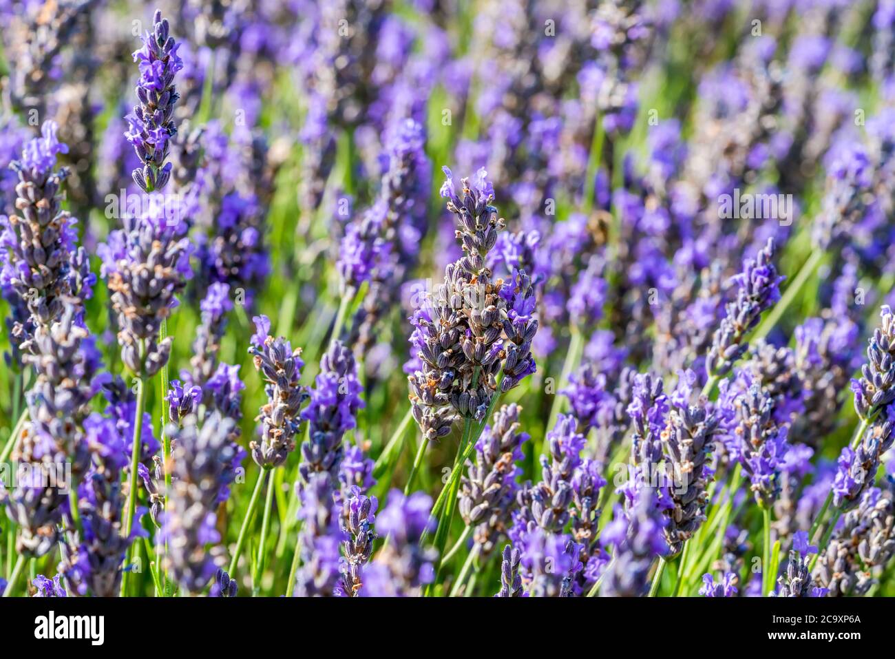 Lavender flowers on lavender field - closeup with selective focus Stock Photo