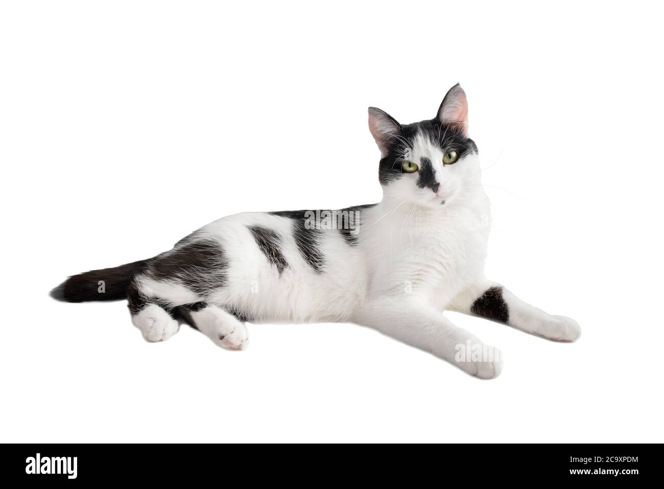 Beautiful black and white cat isolated on a white background Stock ...